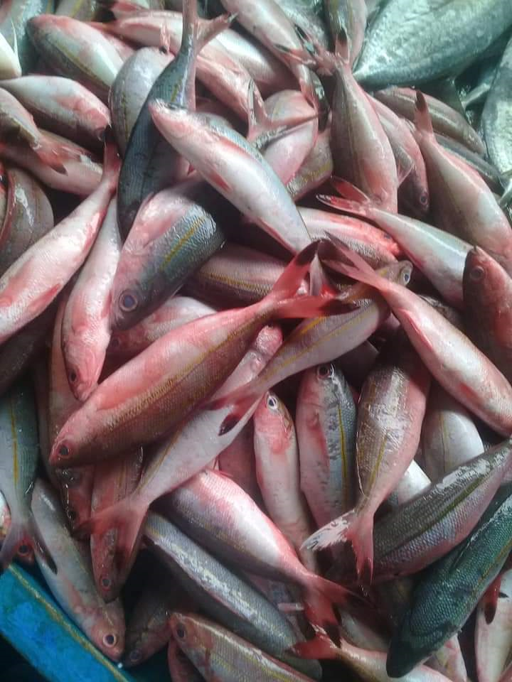 Ikan_Lolosi_foto