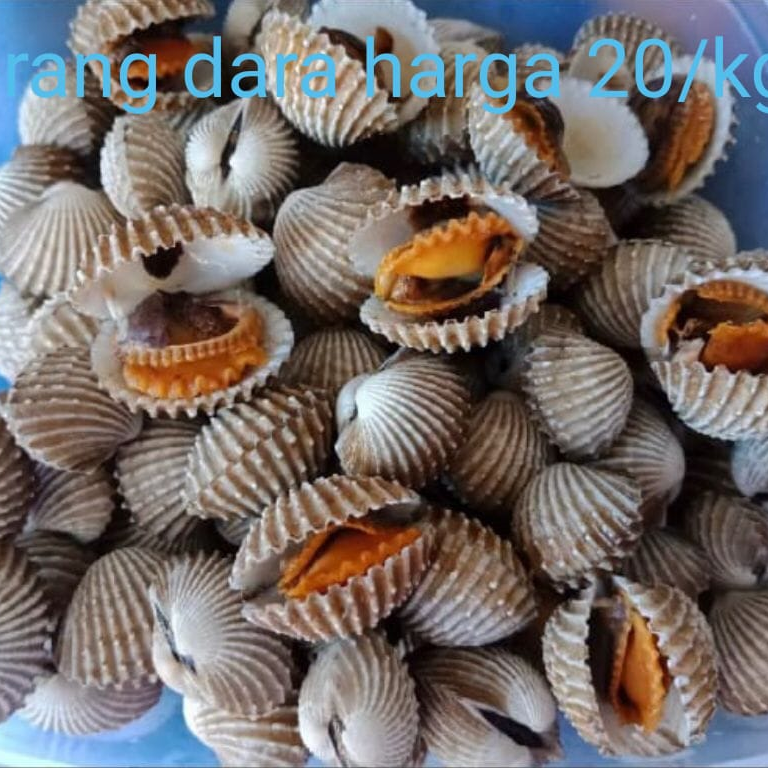 karang_dara_foto