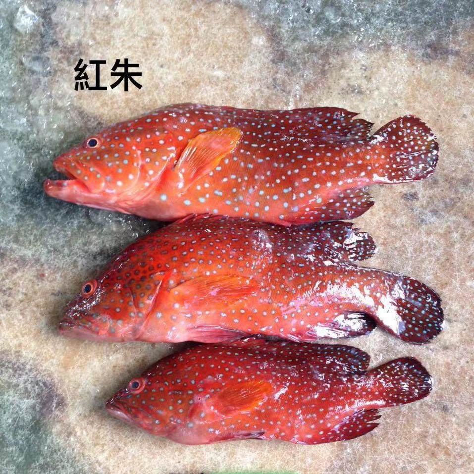 kerapu_merah_foto